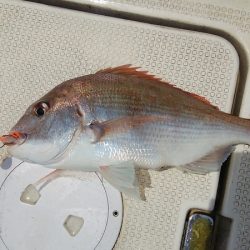 マリンガイド福丸 釣果