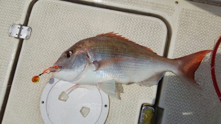 マリンガイド福丸 釣果