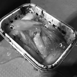 South Current 釣果