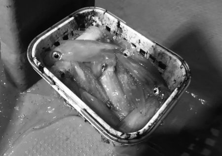 South Current 釣果