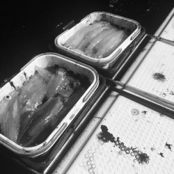 South Current 釣果