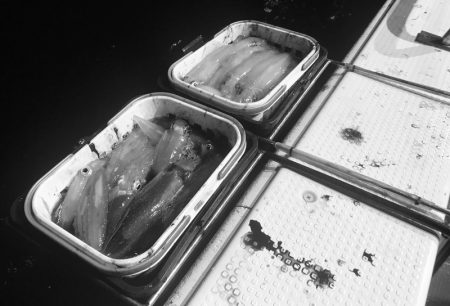 South Current 釣果