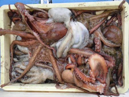 ヤザワ渡船 釣果