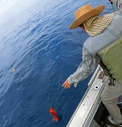 第二清洋丸 釣果