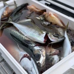 もと明丸 釣果