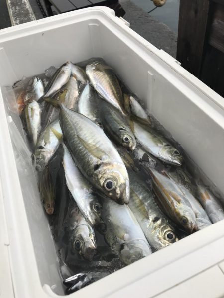 もと明丸 釣果