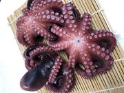 NAGASHIMA MARU(永島丸) 釣果