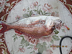 遊漁船 未紗奈 釣果