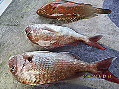 遊漁船 未紗奈 釣果