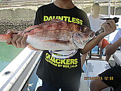 遊漁船 未紗奈 釣果