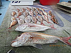 遊漁船 未紗奈 釣果