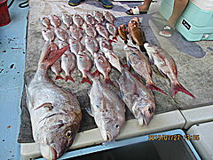 遊漁船 未紗奈 釣果