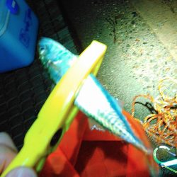 浜名湖 ライトゲーム