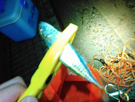 浜名湖 ライトゲーム