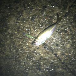 神戸港ツバス・モジャコ