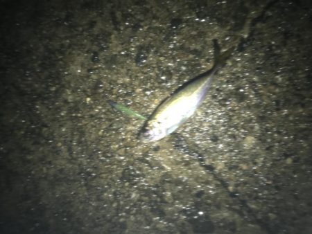 神戸港ツバス・モジャコ