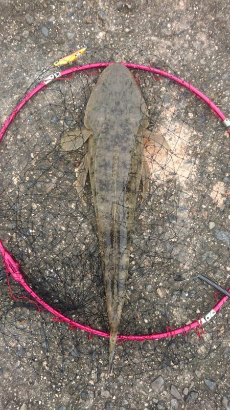 ２日連続でマゴチをゲット！