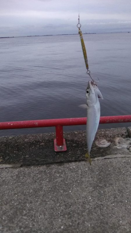 鳴尾浜臨海公園でショアジギング