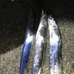 渋かった太刀魚