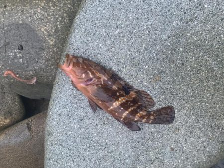 アコウ入れ食い