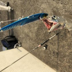 今季初タッチー