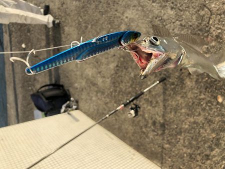 今季初タッチー