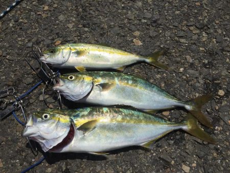 ちょっとずつ大きいなってますがな