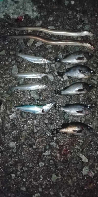 初フィールドでの対決