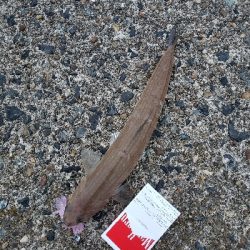 ボトムを攻めるも