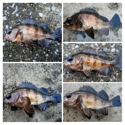 アジンガー1810〜1935