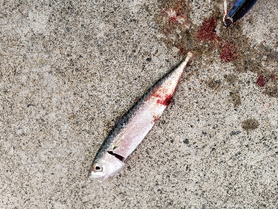 射程距離外でアウト