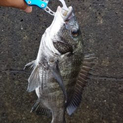 雨があまり降ってない間に