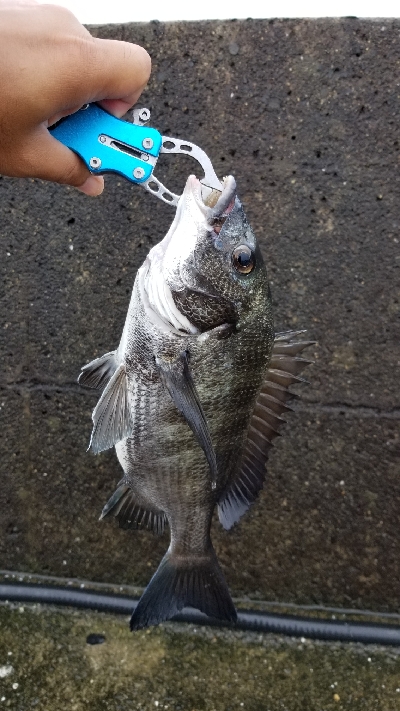 雨があまり降ってない間に