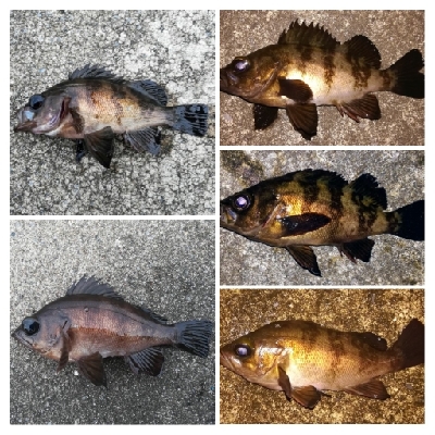 アジンガー1815〜1935