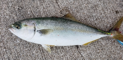 ライトショアジギング