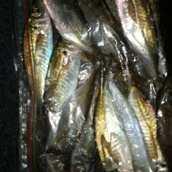 ときよりの25越えのアジにびっくり