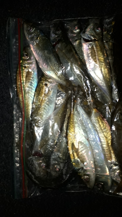 ときよりの25越えのアジにびっくり