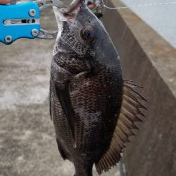 チヌ落としこみ