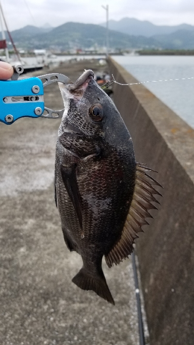 チヌ落としこみ