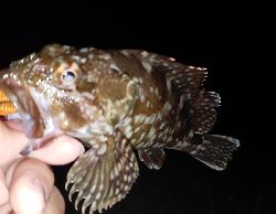 ナイトチニング