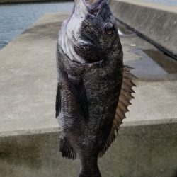 落としこみ、初の44cm!