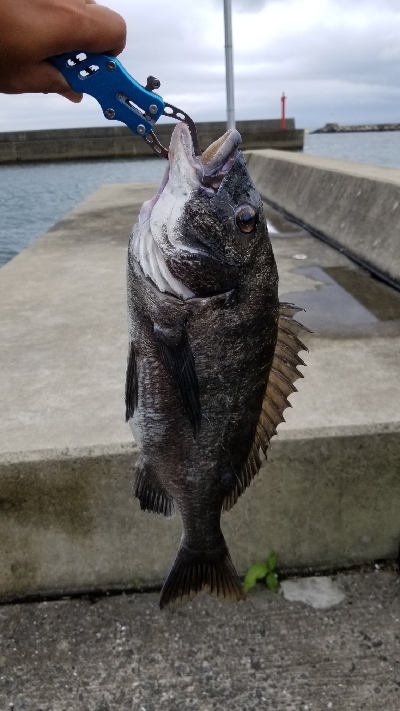 落としこみ、初の44cm！