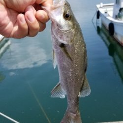 今日も落としこみ