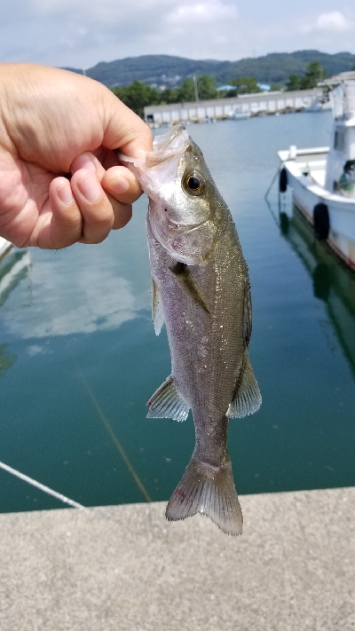 今日も落としこみ