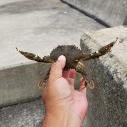 チヌ狙いだったのに