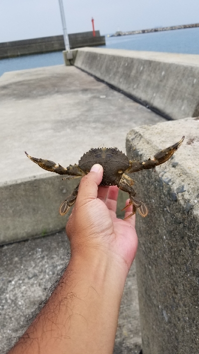 チヌ狙いだったのに