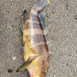 なんとか一匹・・・愛竿さようなら