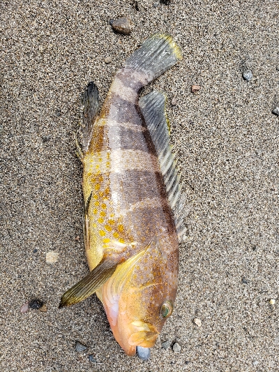 なんとか一匹・・・愛竿さようなら