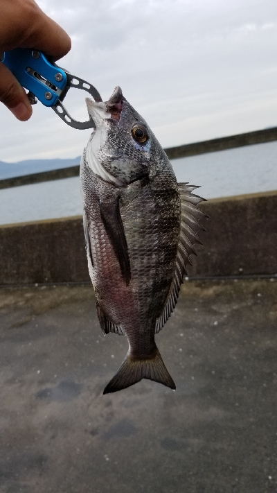 カニじゃないチヌきたー