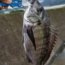 今日も落としこみ！